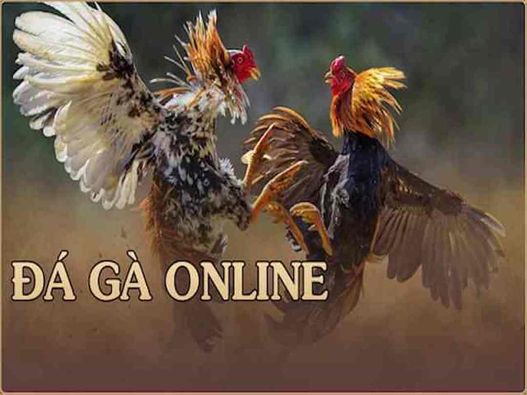 Chơi Đá Gà Trên Mạng - Khám Phá Thế Giới Thú Vị Của Đá Gà Online Chơi Đá Gà Trên Mạng - Khám Phá Thế Giới Thú Vị Của Đá Gà Online