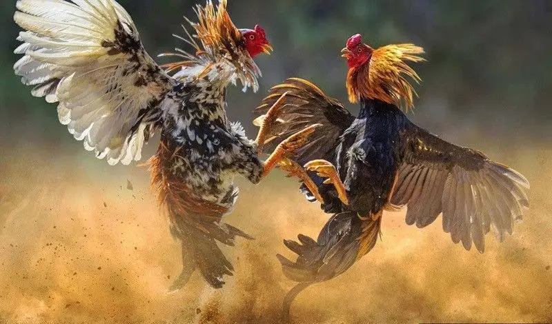 Đá Gà Cựa Sắt - Trải Nghiệm Thú Vị Trong Thế Giới Chọi Gà Đá Gà Cựa Sắt - Trải Nghiệm Thú Vị Trong Thế Giới Chọi Gà