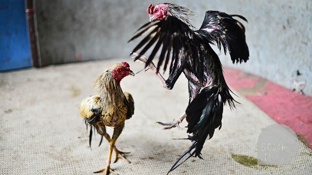 Đá Gà Cựa Sắt - Trải Nghiệm Thú Vị Trong Thế Giới Chọi Gà Đá Gà Cựa Sắt - Trải Nghiệm Thú Vị Trong Thế Giới Chọi Gà