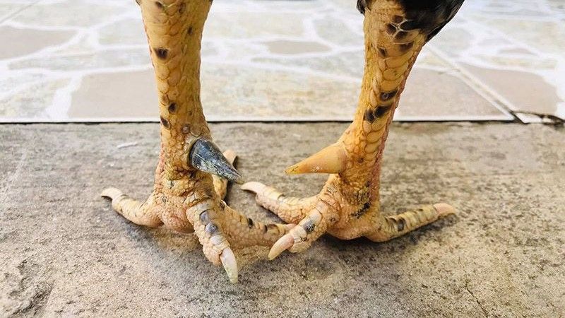 Đá Gà Cựa Sắt - Trải Nghiệm Thú Vị Trong Thế Giới Chọi Gà Đá Gà Cựa Sắt - Trải Nghiệm Thú Vị Trong Thế Giới Chọi Gà