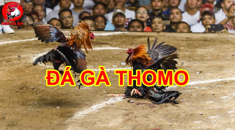 da ga thomo 6808a962ee929
