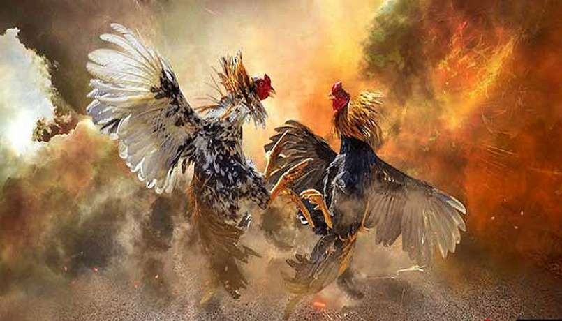 Đá Gà Thomo - Trải Nghiệm Thú Vị Trong Thế Giới Đá Gà Đá Gà Thomo - Trải Nghiệm Thú Vị Trong Thế Giới Đá Gà