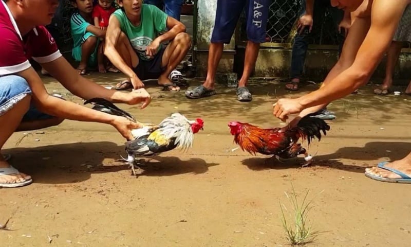 Đá Gà Thomo - Trải Nghiệm Thú Vị Trong Thế Giới Đá Gà Đá Gà Thomo - Trải Nghiệm Thú Vị Trong Thế Giới Đá Gà