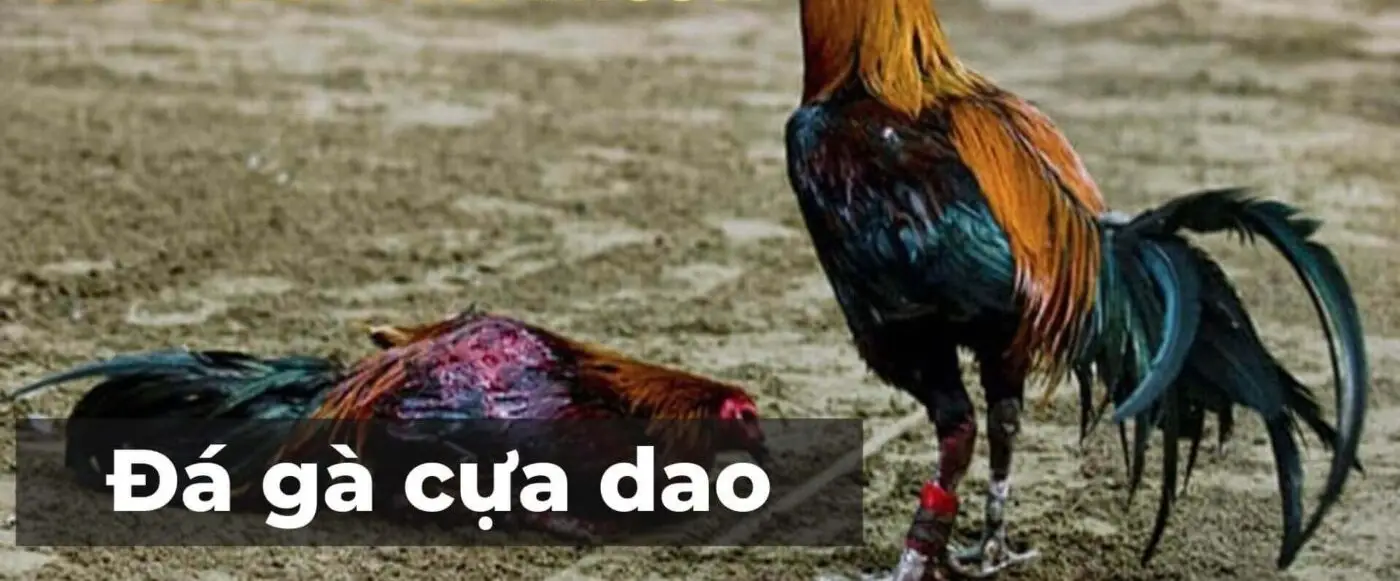 Huyền Thoại Đá Gà Cựa Dao Philippines Sân Chơi Quyết Liệt Bí Ẩn Huyền Thoại Đá Gà Cựa Dao Philippines Sân Chơi Quyết Liệt Bí Ẩn