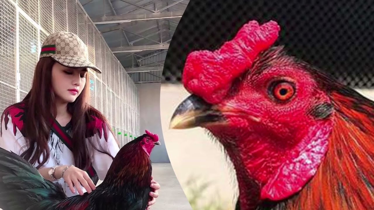 Huyền Thoại Đá Gà Cựa Dao Philippines Sân Chơi Quyết Liệt Bí Ẩn Huyền Thoại Đá Gà Cựa Dao Philippines Sân Chơi Quyết Liệt Bí Ẩn